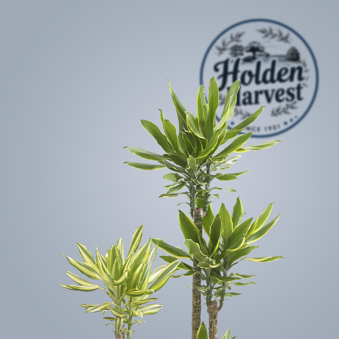 Dracaena leaves4